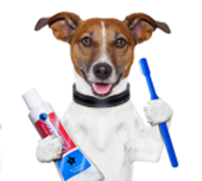 Obrázok pre kategóriu Chovateľské potreby